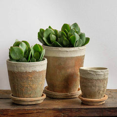 Campania Tall Cylinder Farmer's Pot - Mixed - Set of 16