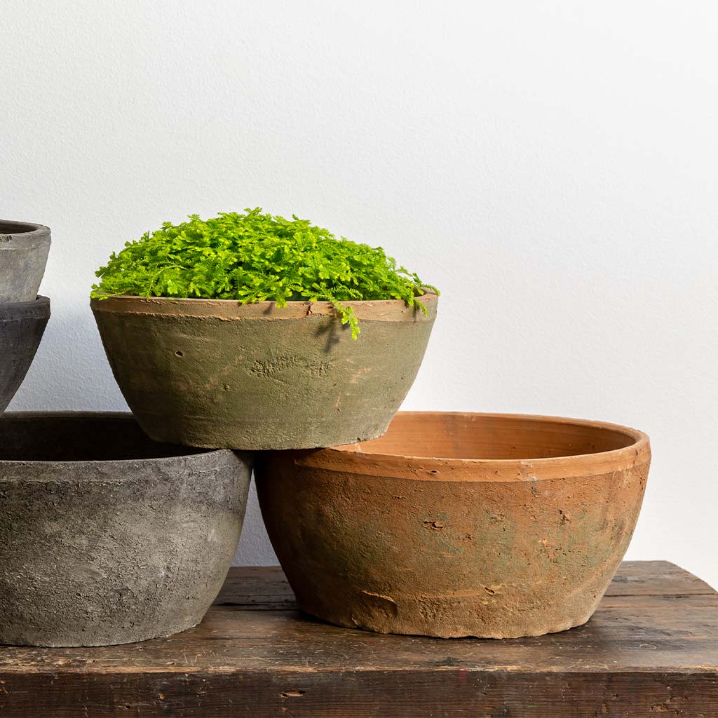 Campania Farmer's Bowl - Set of 12