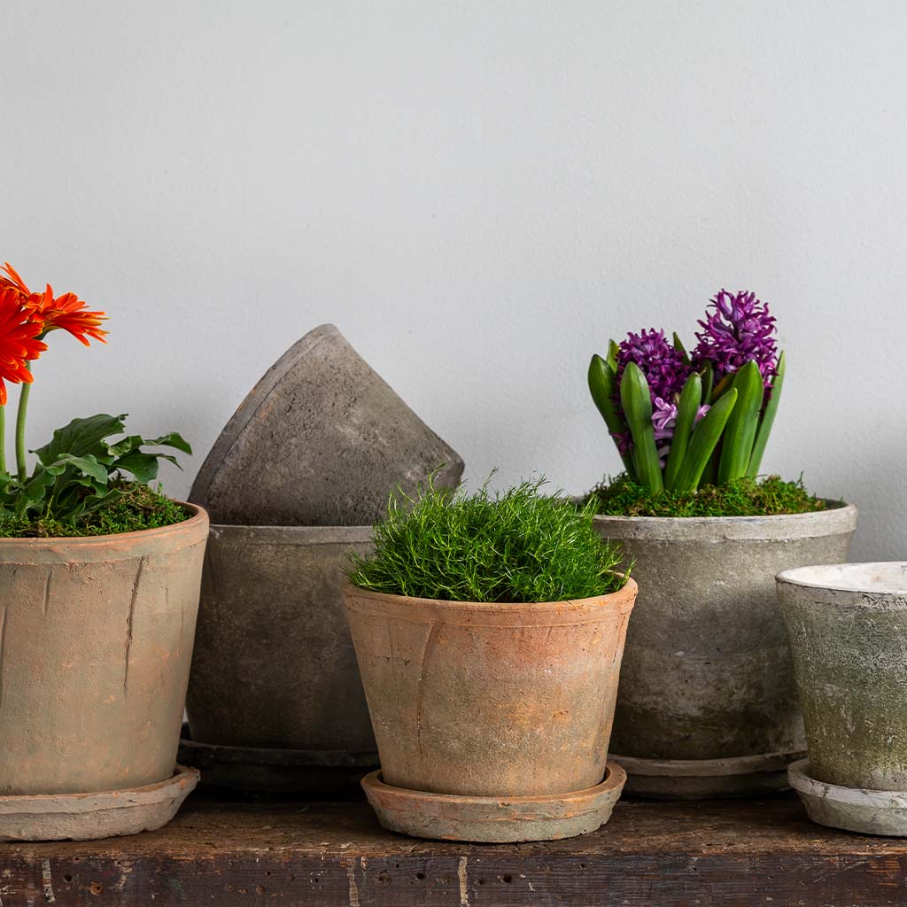 Campania Tall Cylinder Farmer's Pot - Mixed - Set of 16