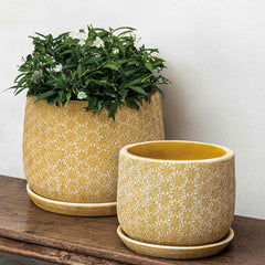 Campania Marguerite Round Planter - Set of 8