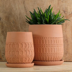 Mojave Planter Carob