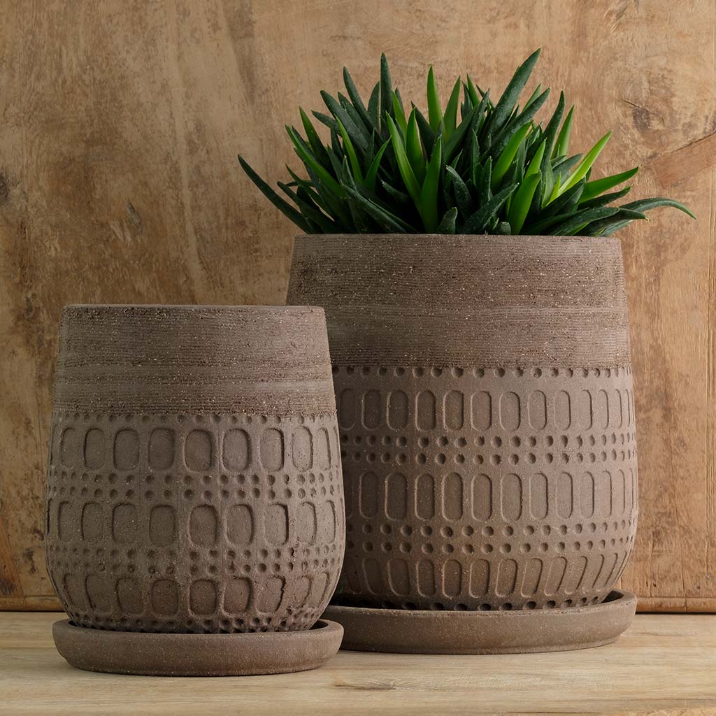 Mojave Planter Carob