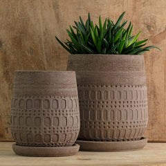 Mojave Planter Carob