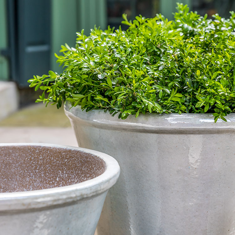 Photo of Campania Valette Planter - Pearl - Set of 4 - Marquis Gardens
