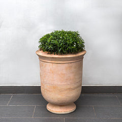 Photo of Campania Vaucluse Urn - Terra Cotta - Marquis Gardens