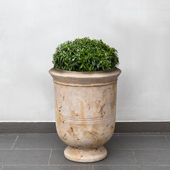 Photo of Campania Vaucluse Urn - Terra Cotta - Marquis Gardens