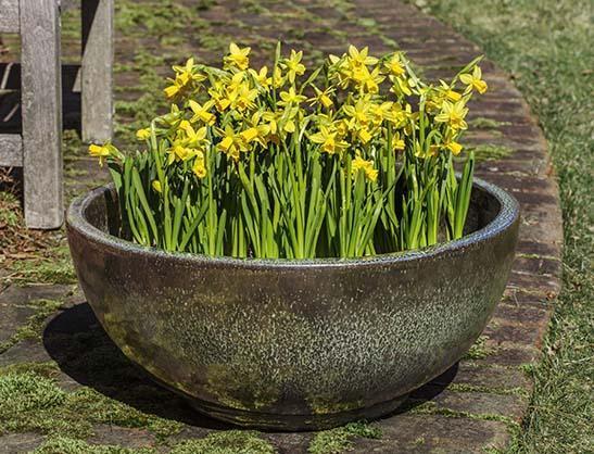 Photo of Campania Yuma Bowl - Set of 3 - Marquis Gardens