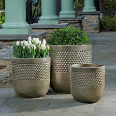 Banded Coin Pot Pine