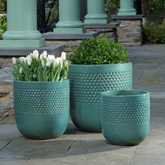 Banded Coin Pot Pine