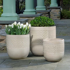 Banded Coin Pot Pine
