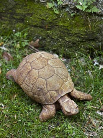 Photo of Campania Turtle - Marquis Gardens