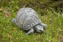 Campania Turtle