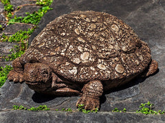 Photo of Campania Ole Crusty - Marquis Gardens