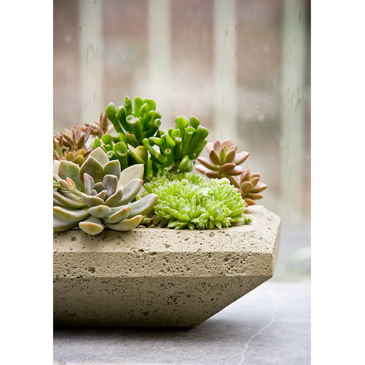 Campania Nyssa Planter