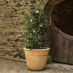 Campania Carema Planter Series