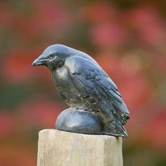 Campania Small Raven