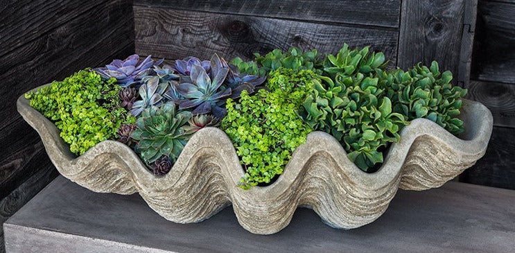 Photo of Campania South Seas Shell Large - Marquis Gardens