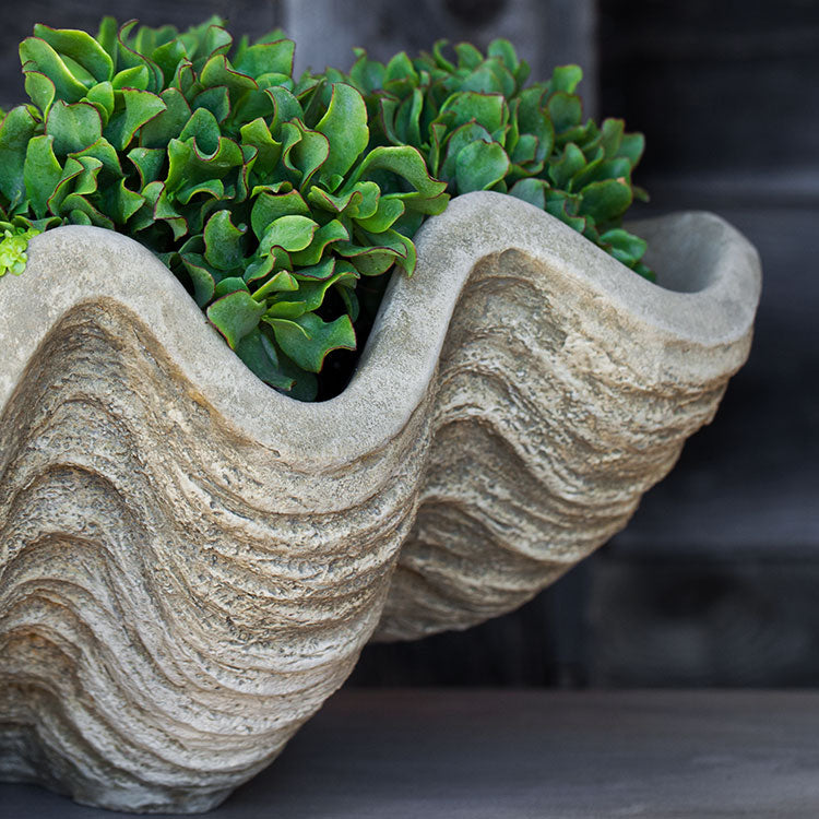 Photo of Campania South Seas Shell Large - Marquis Gardens
