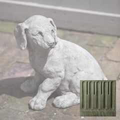 Campania Lab Pup