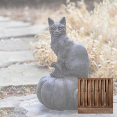 Campania Cat on Pumpkin