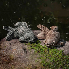 Campania Coy Koi