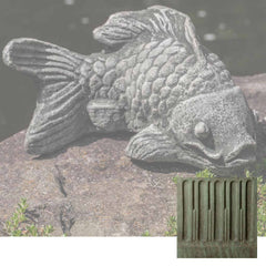 Campania Coy Koi