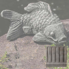 Campania Coy Koi