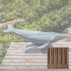Campania Humpback Whale