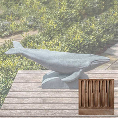Campania Humpback Whale