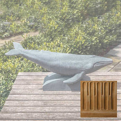 Campania Humpback Whale