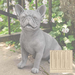 Campania Frenchie