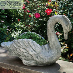 Campania Newport Swan