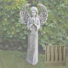 Campania Fiona's Angel