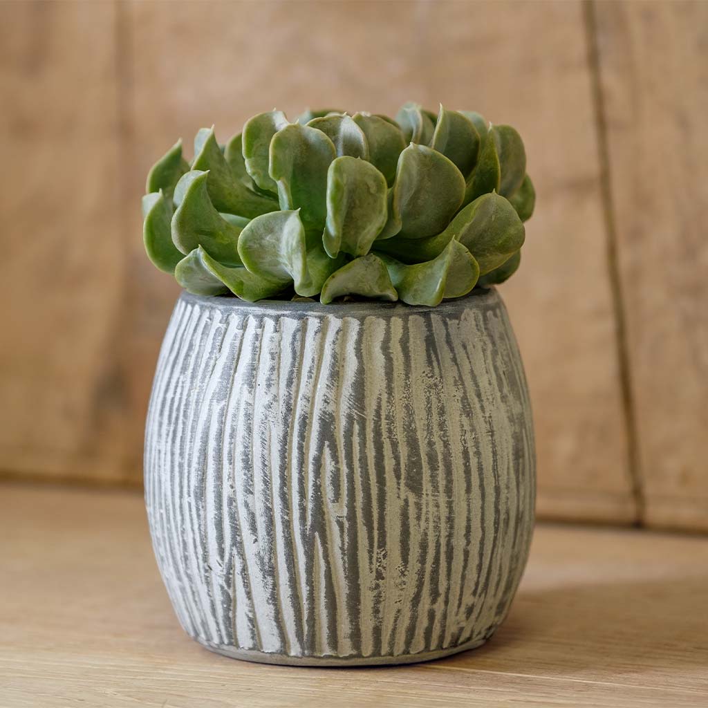 Photo of Campania Coconut Planter - Grey and Whitewash - Set of 6 - Exclusively Campania