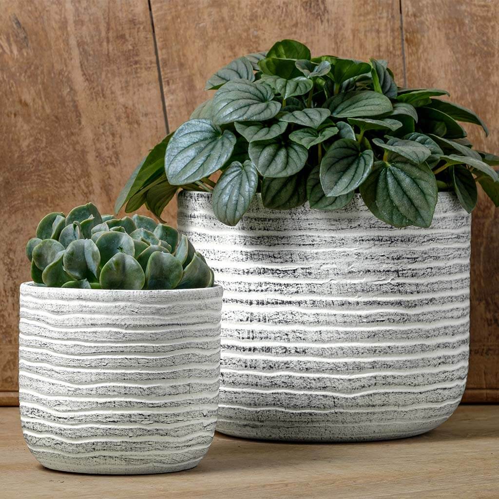 Photo of Campania Drift Planter - Dusty White - Set of 8 - Exclusively Campania