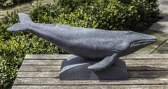 Photo of Campania Humpback Whale - Exclusively Campania