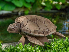 Photo of Campania Large Sea Turtle - Exclusively Campania
