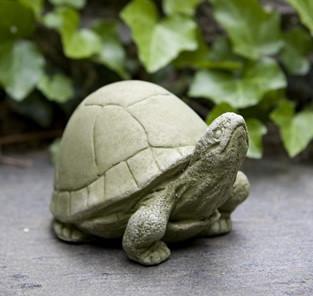 Photo of Campania Box Turtle - Exclusively Campania