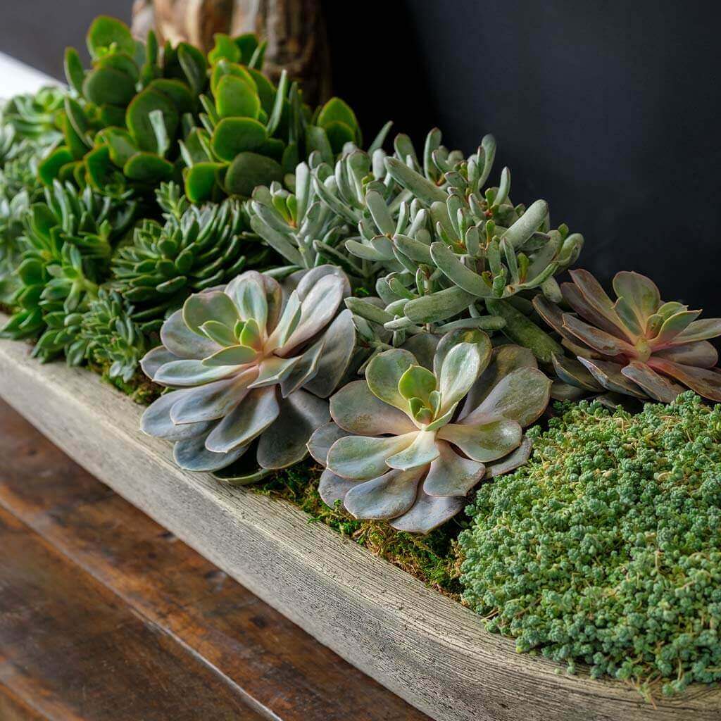 long narrow succulent planter Barca Planter, Small Campania International Brownstone (BR)